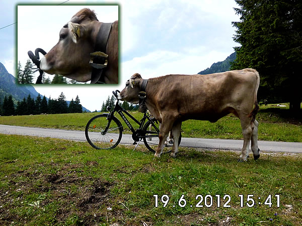 Kuh am Fahrrad